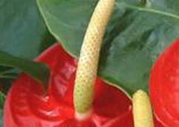 安祖花的功效与作用 安祖花是什么植物