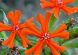 大花剪秋罗的功效与作用 大花剪秋罗的功效与作用