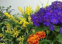 养花如何浇水 养花如何浇水施肥