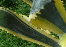 金边龙舌兰的功效与作用