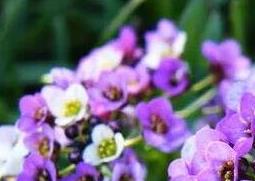 香雪球图片 香雪球图片 盆栽