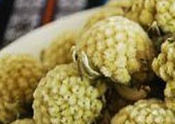 野生绿萝花的功效和药用价值