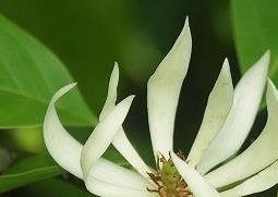 白兰花怎么养（秋季白兰花怎么养）