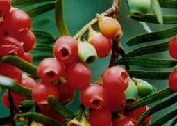 红豆杉的功效与作用及食用方法 红豆杉的功效与作用及食用方法禁忌