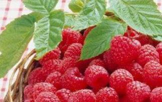 树莓和覆盆子的区别(覆盆子)