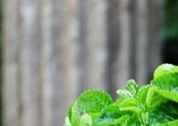 吸毒草的养殖方法 吸毒草的养殖方法有哪些