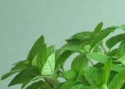 美国薄荷的种植方法（美国薄荷的种植方法是什么）