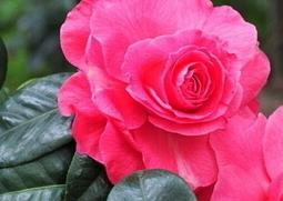 茶花的功效与作用（普洱茶茶花的功效与作用）