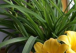 风毛菊的功效与作用（风毛菊的功效与作用图片）