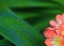 君子兰的养殖方法 君子兰的养殖方法怎么浇水