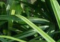 凤尾竹叶子发黄的原因及解决办法 凤尾竹叶子发黄的原因及解决办法是什么