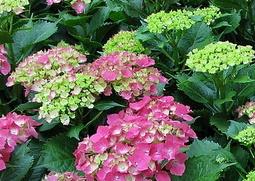 东陵八仙花的功效与作用（八仙花的药用价值）