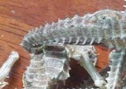 海马干有什么功效与作用（干海马怎么吃 有什么功效）