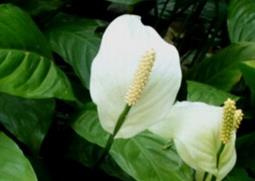 白掌的功效与作用 白掌的功效与作用禁忌