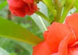 凤仙花的作用（白醋泡凤仙花的作用）