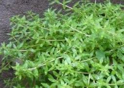 垂盆草怎么养 垂盆草怎么养最好