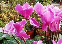 仙客来怎么养（仙客来怎么养怎样浇水）