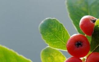 火棘果的功效与作用（火棘果的功效与作用食用方法）
