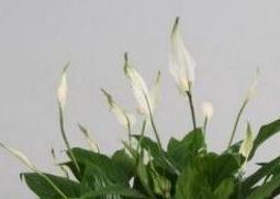 白掌怎么养 白掌怎么养 水培