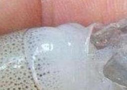 注胶虾怎么分辨 如何分辨注胶虾