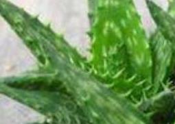 芦荟的功效与作用 芦荟的功效与作用对皮肤的作用