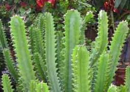 巴西龙骨的养殖方法 巴西龙骨的养殖方法和技术