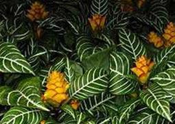 金脉单药花的功效与作用 金花药用功效与作用