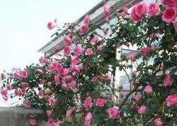 爬藤月季花的养殖方法和注意事项（盆栽爬藤月季花的养殖方法和注意事项）
