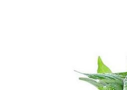 大叶绿萝养殖注意事项 大叶子绿萝怎么养护