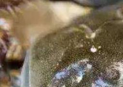 当天死掉的螃蟹能吃吗（当天死掉的螃蟹能吃吗?）