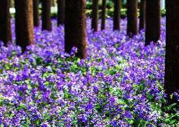 二月兰怎么养殖（二月兰养殖方法）