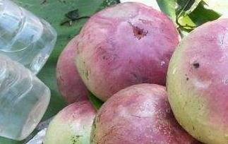 牛奶果的功效与作用（牛奶果的功效与作用）