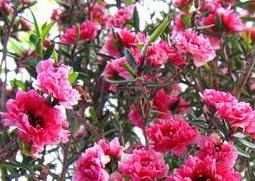 松红梅的功效与作用（松红梅有什么药用价值）