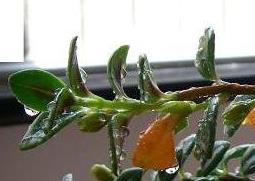 金鱼吊兰的功效与作用 金鱼吊兰的功效与作用是什么