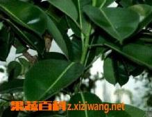 橡皮树的养殖方法和注意事项 冬季橡皮树的养殖方法和注意事项