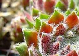 长生草图片（长生草图片或名称）