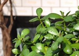 碧玉图片欣赏 碧玉图片欣赏大全