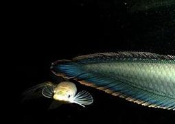 黑龙鱼怎么养（黑龙鱼怎么养活）