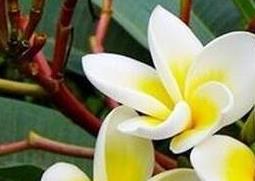 鸡旦花的功效与作用 鸡旦花的功效与作用及禁忌