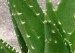 吃芦荟有什么好处 吃芦荟有什么好处?