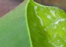 芦荟怎么用祛斑（芦荟怎么用祛斑最快）