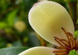 含笑花的功效与作用（含笑花的功效与作用肿瘤吗）