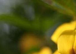 金雀花的养殖方法和注意事项(金雀花的养殖方法和注意事项有哪些)