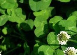 车轴草图片（车轴草图片大全）