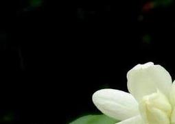 代代花的功效与作用 玫瑰花的功效与作用