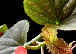 竹节海棠如何养殖 竹节海棠如何养殖和管理