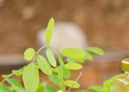 洋槐蜂蜜的作用与功效