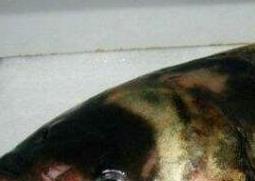 胖头鱼的功效与作用(胖头鱼的功效与作用及营养)