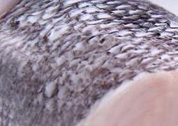 蓝鱈鱼的功效和作用 蓝鳕鱼的功效和作用及禁忌