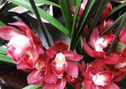 大花蕙兰怎么养 大花蕙兰怎么养才能开花